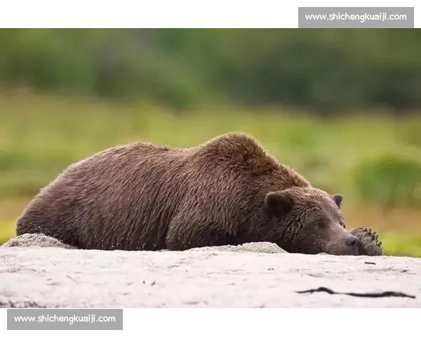 草原霸主对决狼群智慧与棕熊力量的生死较量全解析自然界真实战术博弈